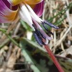 Erythronium dens-canis Kvet
