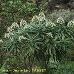Echium giganteum Elinympäristö