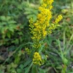 Solidago hispida 花