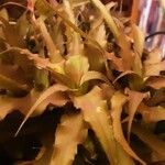 Cryptanthus bivittatus Blad