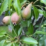 Pyrus cordataFruit