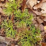 Lycopodium complanatum Fuelha