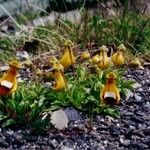 Calceolaria uniflora Habitus