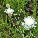 Centaurea diffusa 花