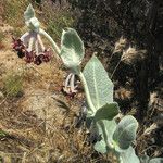 Asclepias californica অভ্যাস