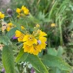 Lysimachia vulgaris Blad