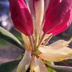 Rhododendron yakushimanum Flower