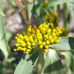 Flaveria bidentis Flower