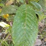 Davilla nitida Yaprak