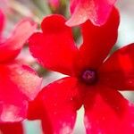 Glandularia peruviana Λουλούδι