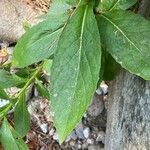 Doronicum corsicum Folha