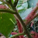 Acalypha hispida Corteccia