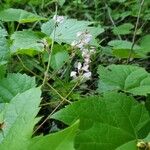 Hylodesmum glutinosum Floare