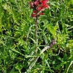 Pontechium maculatum Flower