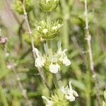 Sideritis arborescens Other