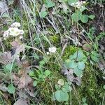 Micranthes californica Habit