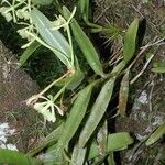 Epidendrum chlorocorymbos Агульны выгляд