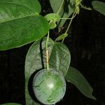 Passiflora oerstedii Blad
