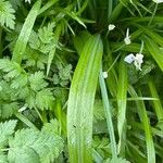 Allium paradoxum Feuille