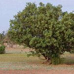 Boscia senegalensis Habit