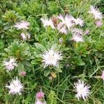 Dianthus superbusFlower