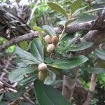 Pittosporum gatopense Vivejo