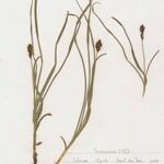 Blysmus compressus Libunga
