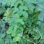 Desmodium intortum Habitus
