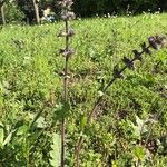 Salvia verbenaca Flor