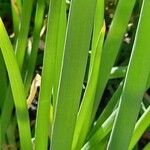 Allium cepa Hoja