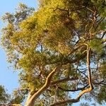 Corymbia citriodora List