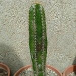 Praecereus euchlorus Feuille