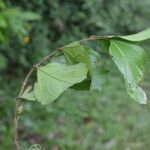 Celtis mildbraedii Blatt