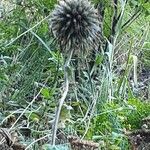 Echinops bannaticus Mbuma