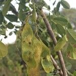 Dalbergia melanoxylon Плод