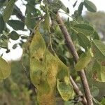 Dalbergia melanoxylon Fruit