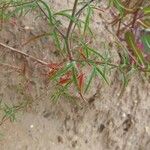 Epilobium brachycarpum Blatt