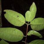 Eugenia latifolia List
