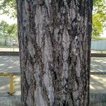 Ulmus americana 树皮