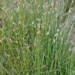 Eleocharis acicularis आदत