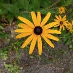 Rudbeckia fulgidaKwiat