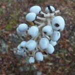 Actaea racemosa Froito