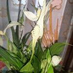 Spathiphyllum wallisii花