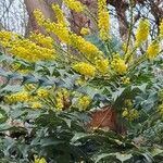 Berberis japonica Flower