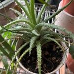 Aloe humilis Φύλλο