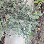 Heliotropium bacciferum Hábito