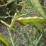 Cytisus spinosus Muu