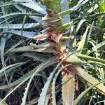 Aloe arborescens Hoja