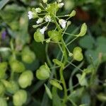 Thlaspi arvense Blomma