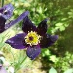 Anemone montana Flor